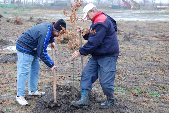 Fásítási akció Turiján 2015. november 28-30. képek